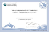 Killer Whale Adoption Kit|Trousse d’adoption – épaulard