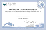 Killer Whale Adoption Kit|Trousse d’adoption – épaulard