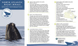 North Atlantic Right Whale Adoption Kit|Trousse d’adoption –  Baleine noire de l'Atlantique nord