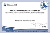 North Atlantic Right Whale Adoption Kit|Trousse d’adoption –  Baleine noire de l'Atlantique nord