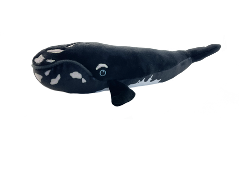 North Atlantic Right Whale Adoption Kit|Trousse d’adoption –  Baleine noire de l'Atlantique nord