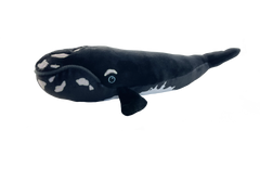 North Atlantic Right Whale Adoption Kit|Trousse d’adoption –  Baleine noire de l'Atlantique nord