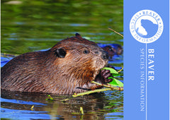 Beaver Adoption Kit|Trousse d’adoption – castor