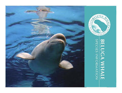 Beluga Whale Adoption Kit|Trousse d’adoption – béluga