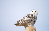 Snowy Owl Adoption Kit|Trousse d’adoption – harfang des neiges