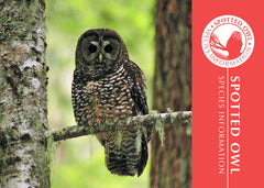 Spotted Owl adoption Kit|Trousse d’adoption – chouette tachetée
