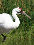 Whooping Crane Adoption Kit|Trousse d’adoption – grue blanche