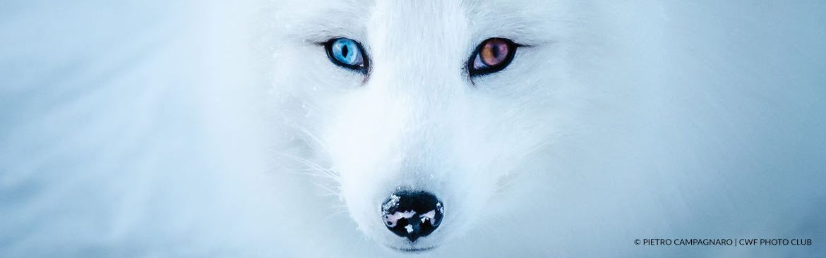 Give Life to Wildlife|Aidez la faune et flore